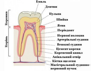 shema-budovy-zuba-kista-shelepy